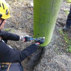 Wood pole testing 4